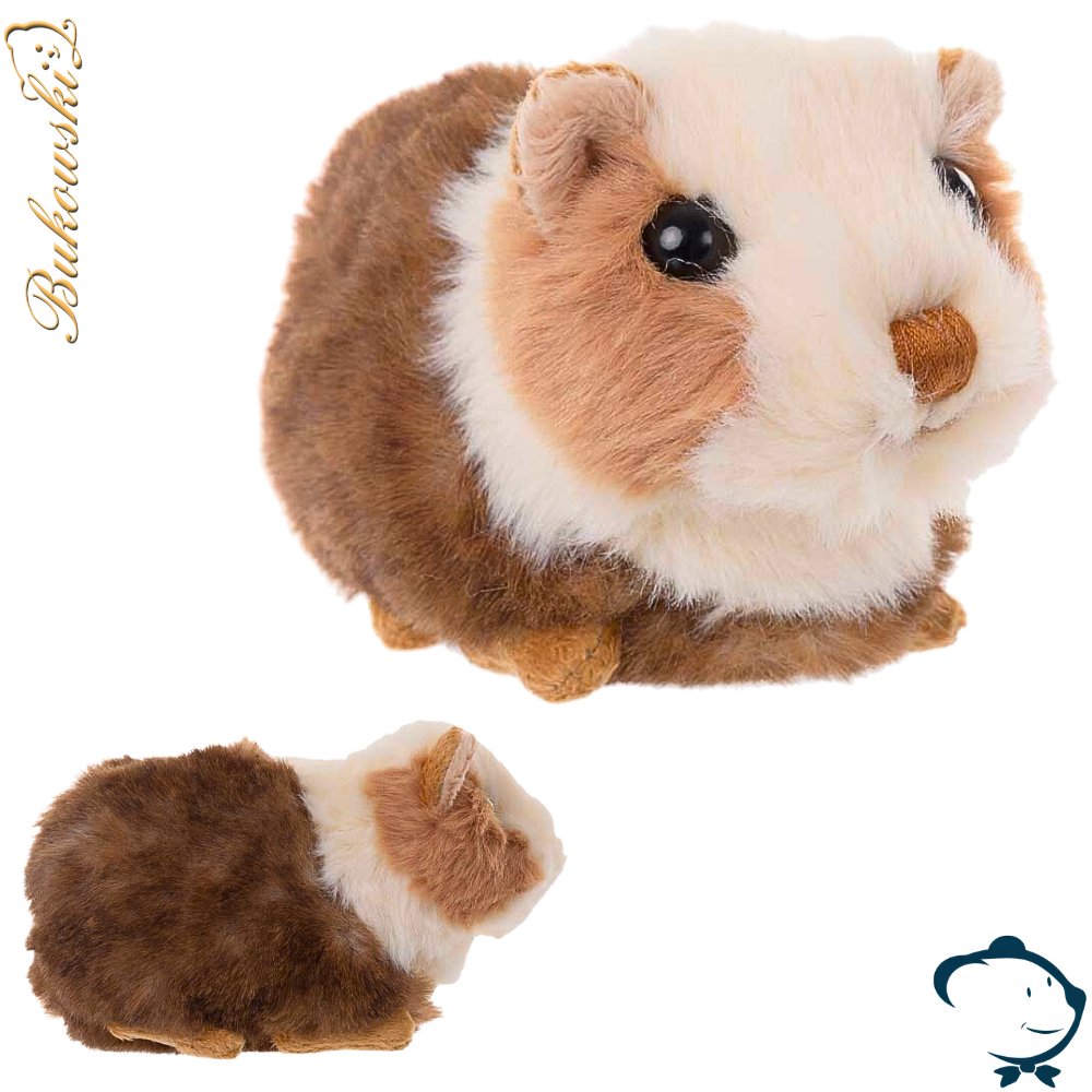Piggy, le cochon d'Inde
