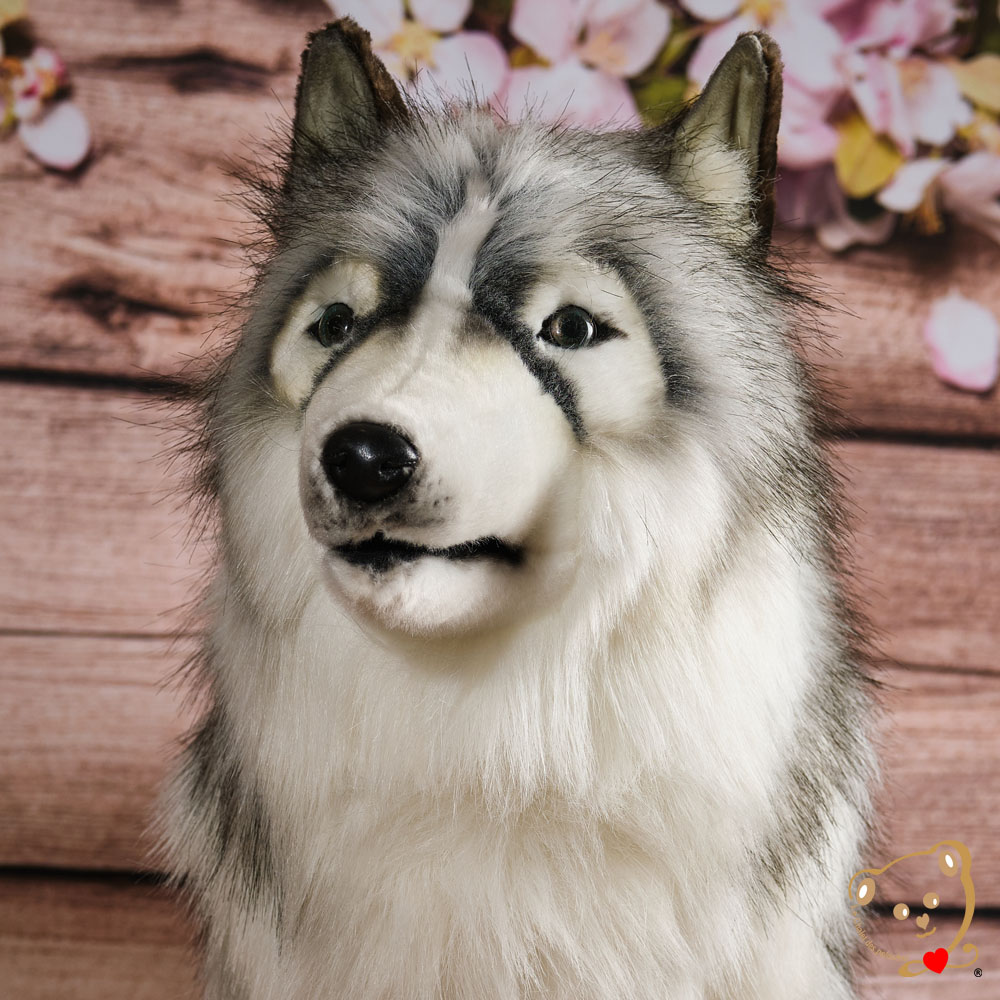 Husky Geant De Luxe Produit Exclusif Le Chalet Des Peluches
