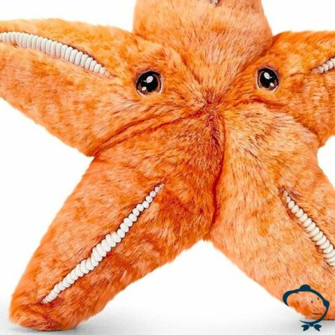 Flo, l'étoile de mer